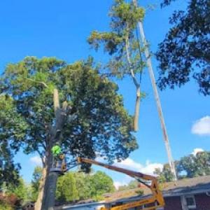 Taproot Tree Service