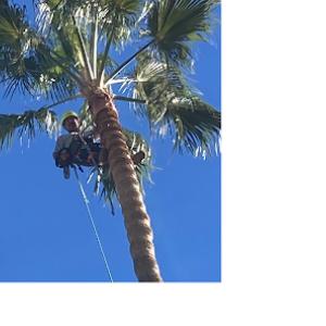 Canyon's Tree Service