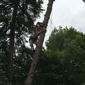 Kuhn Tree Services