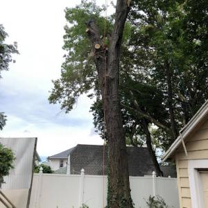 Juan Concha Arborist Service
