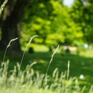 Maple Leaf Associates