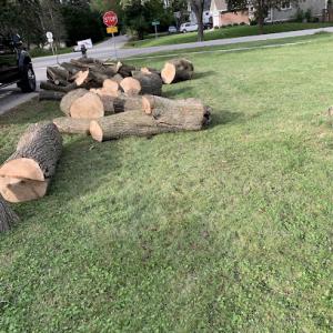 Great Impression Tree Services