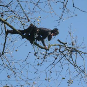Moosewood Tree Service