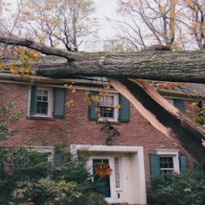 Schmiede Tree Service