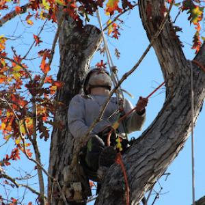 Grateful Trees & Bees