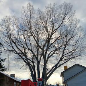 Capshaw Tree Service
