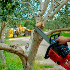 Matt's Maintenance Tree Service