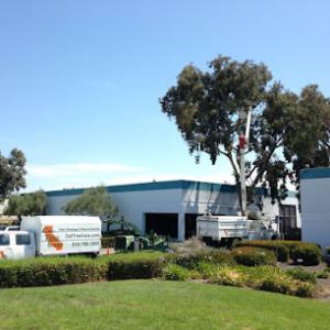 Cal Tree Care