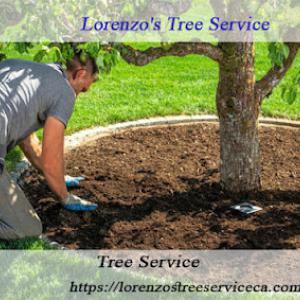 Lorenzo's Tree Service