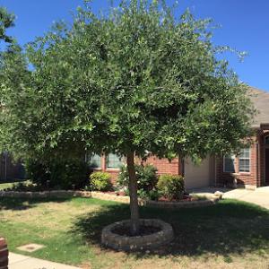 B-Dub's Tree Service