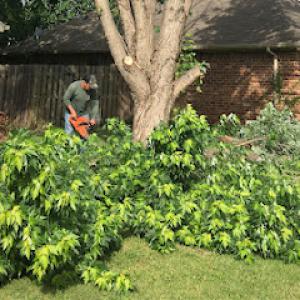 Alvarez Tree Service