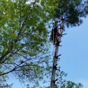 High Angle Tree Service