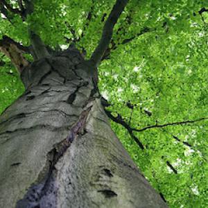 Breeden Tree Service