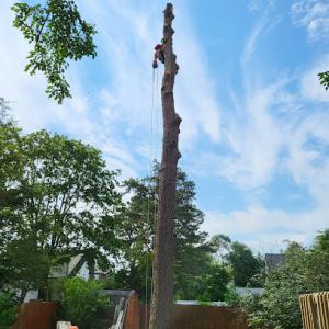 Master Tree Services