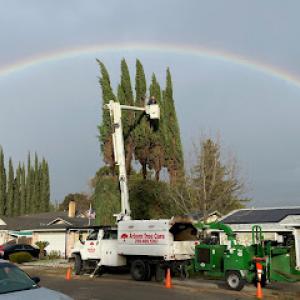 Arborn Tree Care