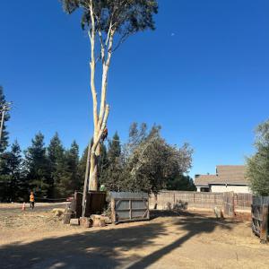 Discovery Tree Care
