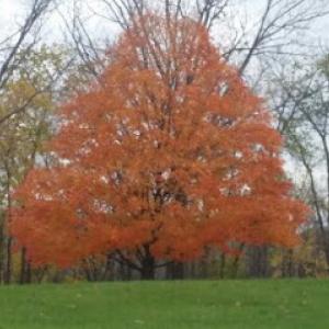 Family Tree Service
