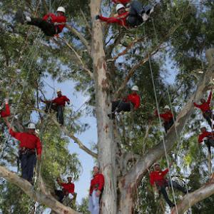 Tree Doctors
