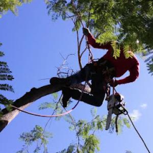 Arbor Care Tree Service
