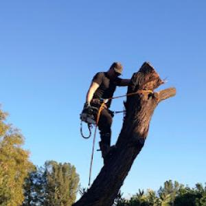 Southwest Tree Service