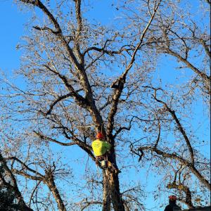 ArborCraft Tree Service