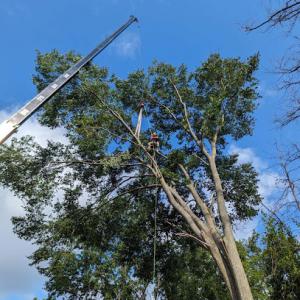 Legacy Tree & Contracting