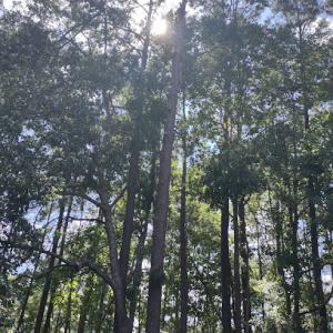 Gomez Trees & Lawn Service