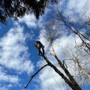 South Charlotte Tree Service