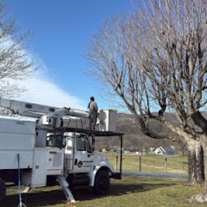 Y & Va Tree Services