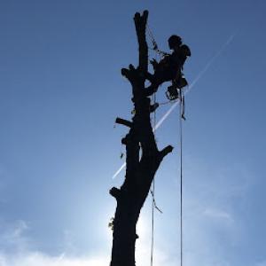 Charlottesville Tree Service