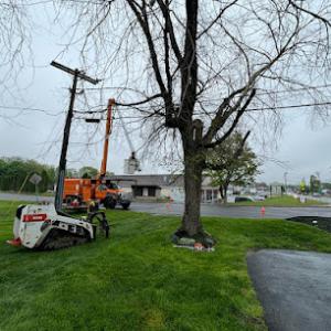 The beavers Tree services & stump grinder