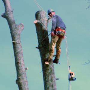 The Whole 9 Tree Service