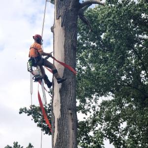 Phillips Family Tree Care