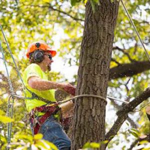 Melrose Park Tree Service