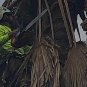 James Cooper Tree & stump