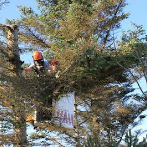 Tree Service Springfield MA