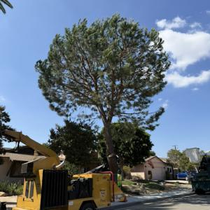 Tom Day Tree Service