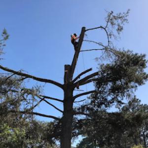 Newport Beach Tree Services