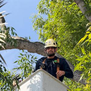 Lifecycle tree service