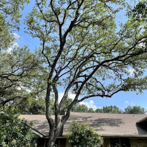 ArborUp Tree Services