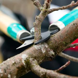 Upright Tree Service of Mission Viejo