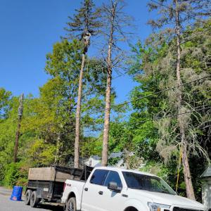 Potts Tree Service