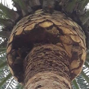 Raul’s tree services