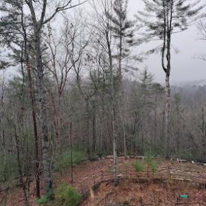 Jays Trees & Gutters