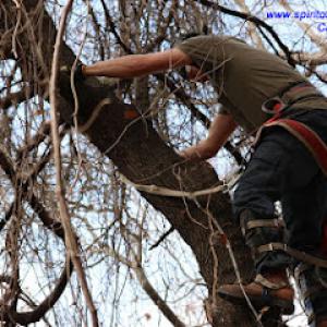 Spirit of Excellence Tree Services