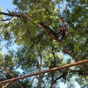 Tree MD's Tree Service