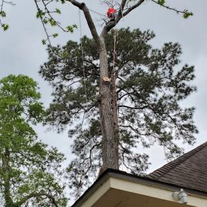 Jasmin tree service