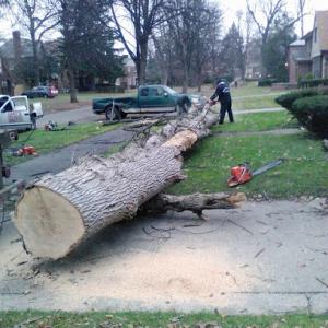 Gary's Tree Services