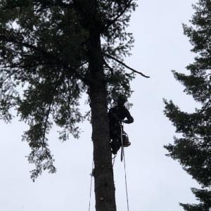 Eakins Forestry Services