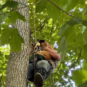 Gordon's tree service & landscaping